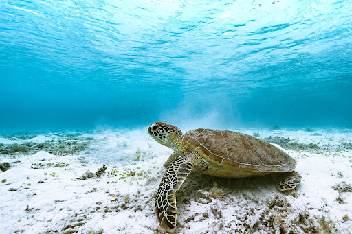 How to Fully Understand the Animal Kingdom: 6 Tips to Followvvv